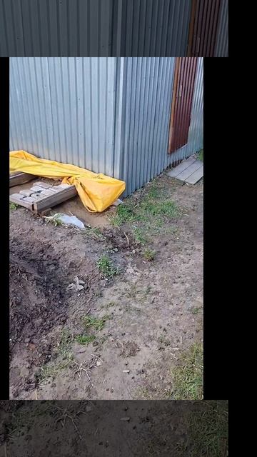 1000024076.mp4 (Собака копает землю под грядки и сажает лук у дома А-фрейм)