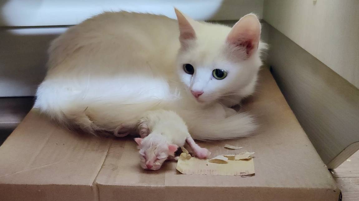 Мама-кошка родила котенка. Первый день новорожденного котенка. Новорожденный котенок мяукает