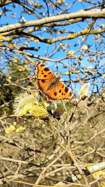 Бабочка и верба🦋Сама нежность🌿Весна в Подмосковье🌞Большие Дворы 03.04.2025