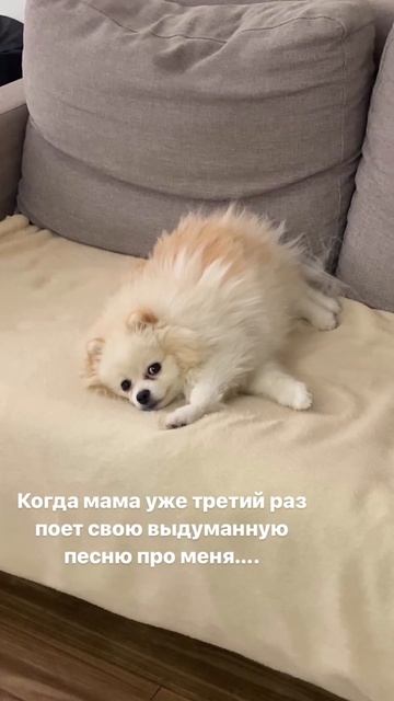 #шпиц  #померанскийшпиц #собака  #смешноевидео  #новосибирск #pomeranian