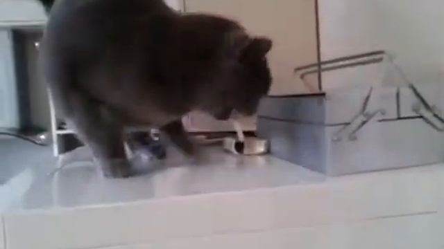 Кот пошёл покурить