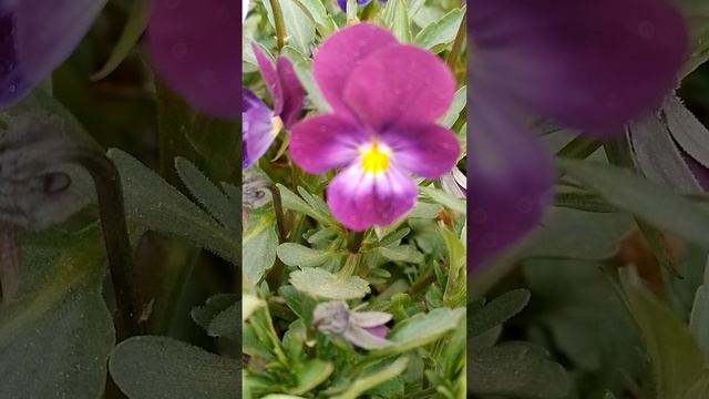 Утренняя прогулка по саду.mp4
