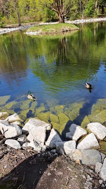 Утиные истории_2