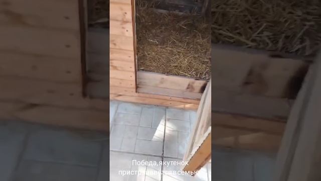 19-05-2025 Победа, якутенок