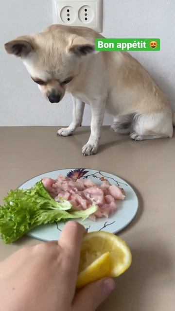 #shorts #food #cute #funny #pets #шортс #еда #охота #геркулес