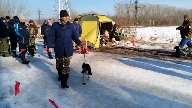 Спаниели поволжья выставка 2025 часть 1