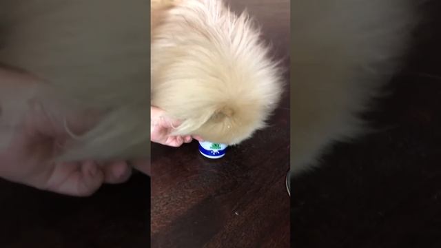 Шпиц Лакки любит творожок и не даёт никому🤣🤣🤣