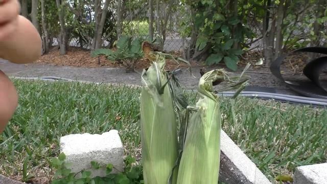 Диана и Рома Рома и Диана весело играют с любимыми игрушками, Веселые истории от Kids Diana Show