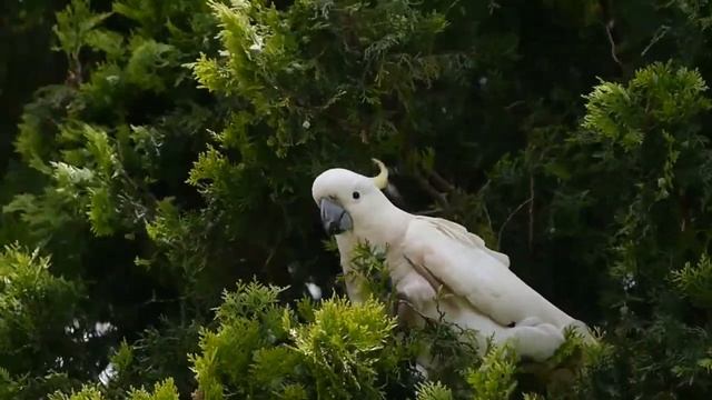 Какаду едят тую
Cockatoo eating pine nuts