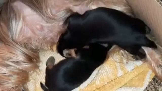 Щенкам йорка 12 дней. Щенки кушают