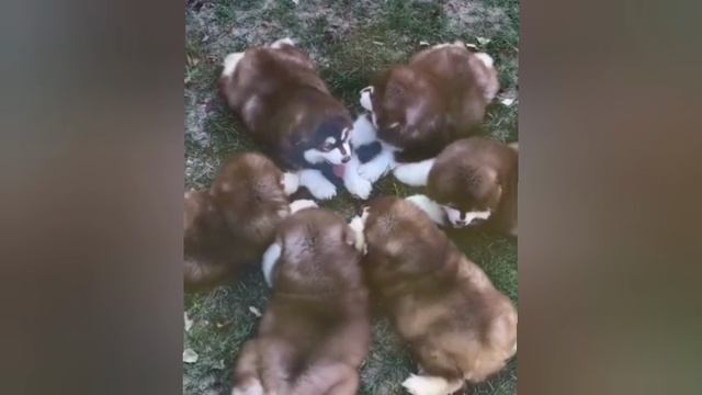 Приколы с пушистками: с кошками и собаками.