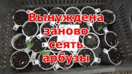 Подвели прошлогодние семена арбузов - срочно сею арбузы сухими семенами в открытый грунт.