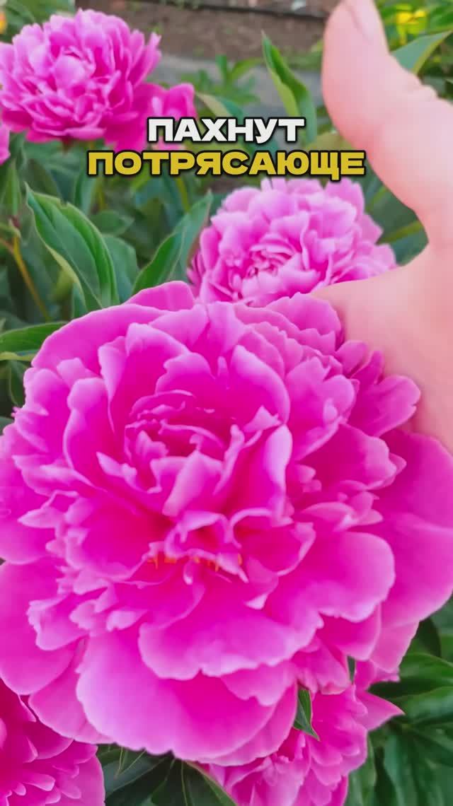 Эти Цветы Пахнут Так, Что Соседи Заглядывают Через Забор 🌺👀
