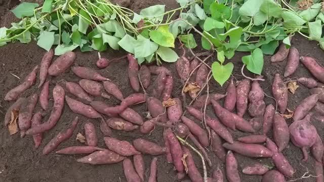 Огромный урожай батата на вашем участке