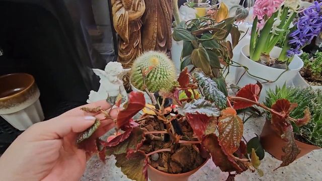 Комнатные растения #top #plants #flowers #обзор #nature #garden #