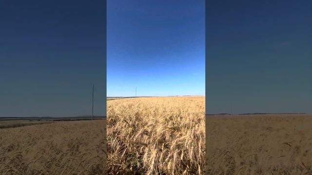 Определение влажности зерна и когда применять десика?