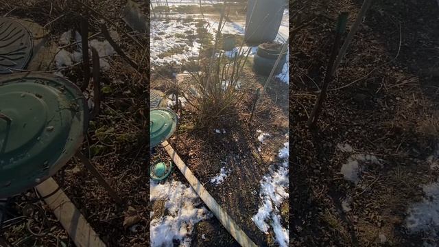 А вы пробовали поливать розы кипятком?