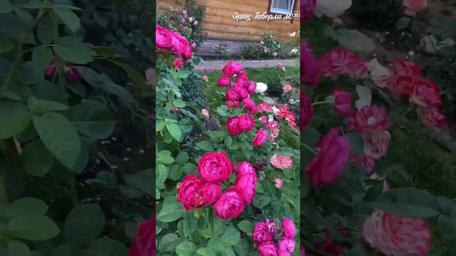 Пик цветения. ￼ Жара. Июль . Подмосковье . Новинки  и по?