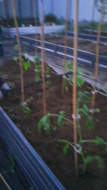 Посадили томаты! Надеюсь приживутся!🍅🍅🍅