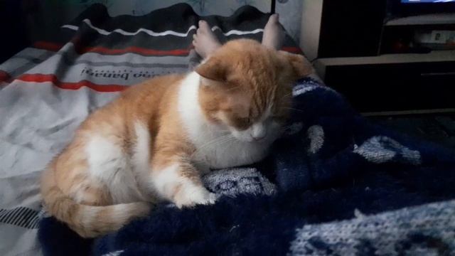 20.05.25г/на связи кот СЕМЁН