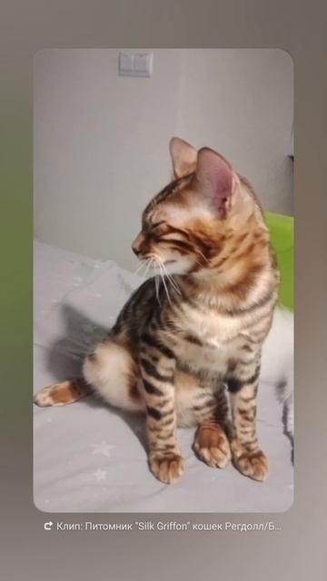 Сонные котики.mp4