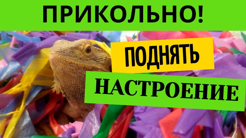 Прикольно поднять настроение