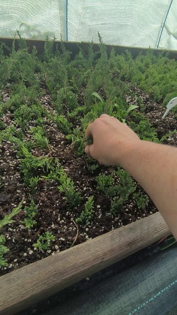 Первые корни можжевельника из череночника🥰