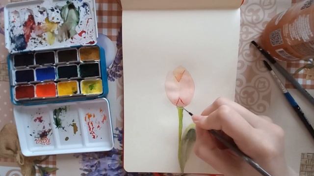 Як намалювати тюльпан закритий бутон |акварель