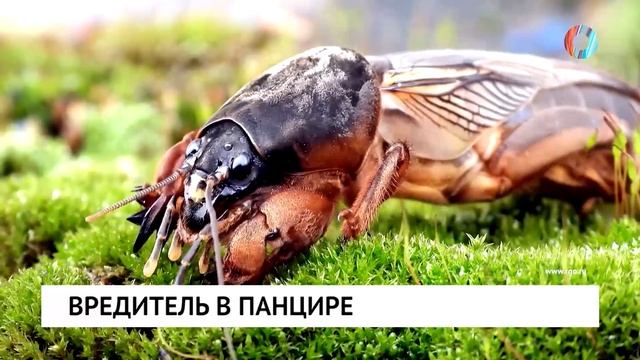 Вредитель в панцире