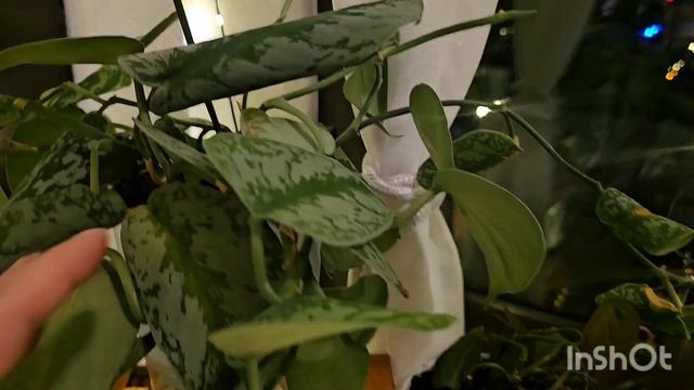 КОМНАТНЫЕ РАСТЕНИЯ #top #plants #обзор #flowers #nature #garden #