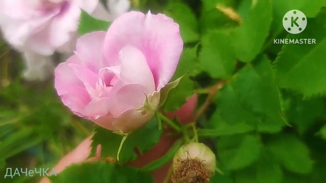 Троянда Айс фо Ю (Rose Eyes for You) 4-х річна 4 червня цвіте