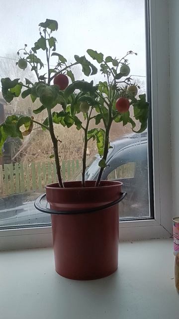 Томат на подоконнике.