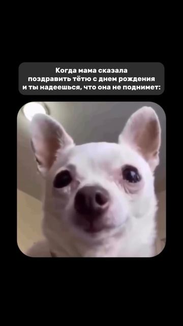 ХИХИ 33