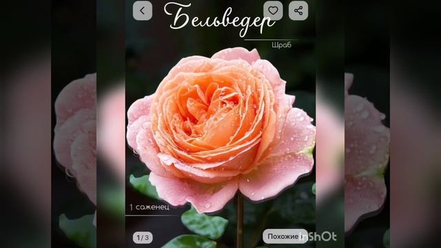 Красивые розы С весной, Вас женщины!