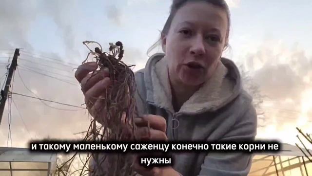 КАК ПРАВИЛЬНО САЖАТЬ ФЛОКСЫ ИЗ ПАКЕТА