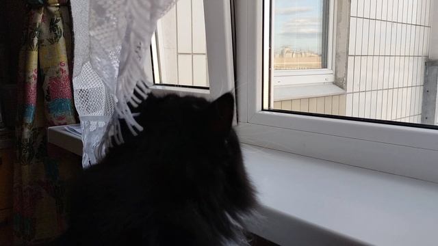 Кошкин прыжок😄.Охота за птицами..