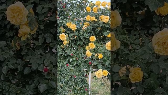 Троянди: Скайлайт, Флорентіна, П'єр де Ронсар,Пале Роял