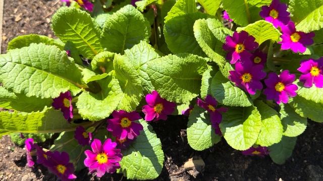 Последний день Апреля.Солнце,цветы и звуки природы 🌞?