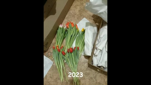 Тюльпаны под заказ на 8 марта. Оптом и в розницу.