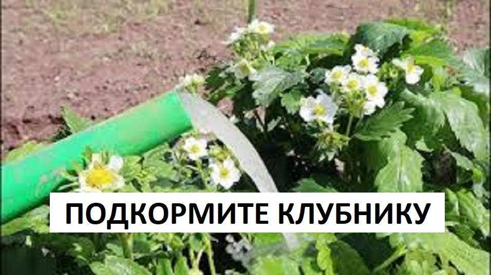 КЛУБНИКА Во время цветения клубники внесите такое удобрение! Ягоду будет некуда девать