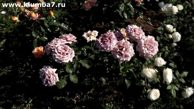 🎨 "Уникальные розы: кофейно-лавандовый и медово-янтар