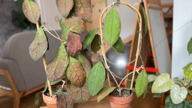 Латки шоколадки- hoya peninsularis sp.lata iskandar