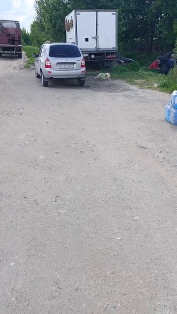 собака в законе