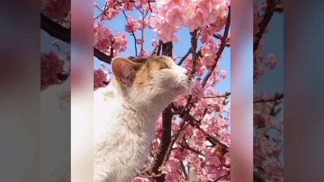 Гороскоп кошек: Кошка Рак.