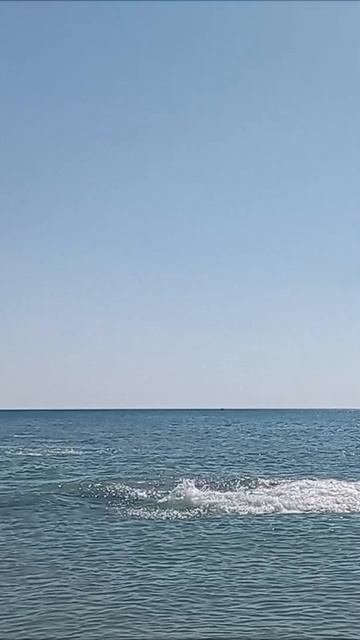 Дельфины. Ст. Благовещенская. Бугазская коса. авг. 2023 г. mp4.