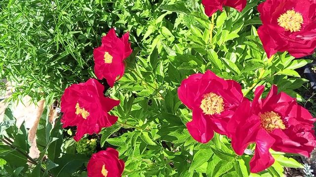 Пионы Маккинок Гранд и Цитерия 20.05.20