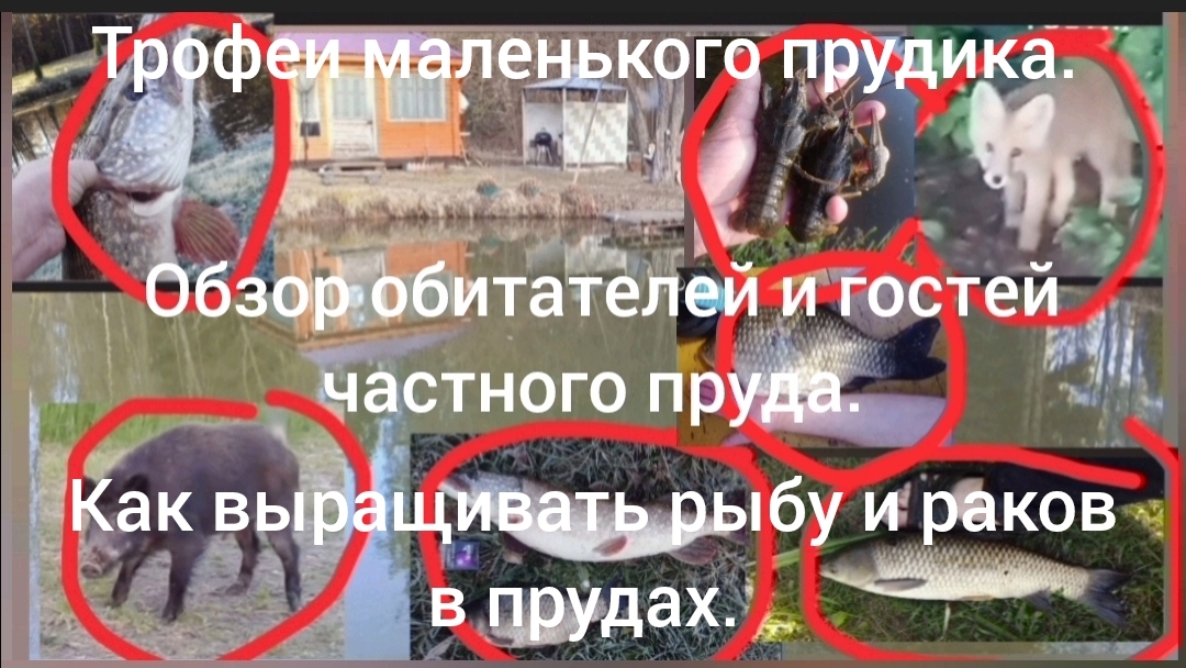 Обзор трофейной рыбы, диких гостей малого пруда. Выращивание рыбы и раков в малом пруду.