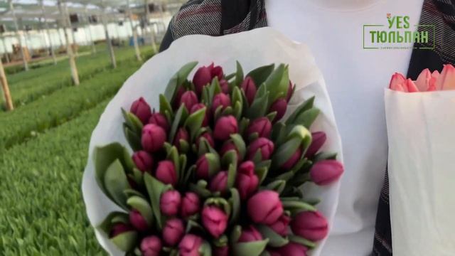ОБЗОР ТЮЛЬПАНОВ 2025 🌹