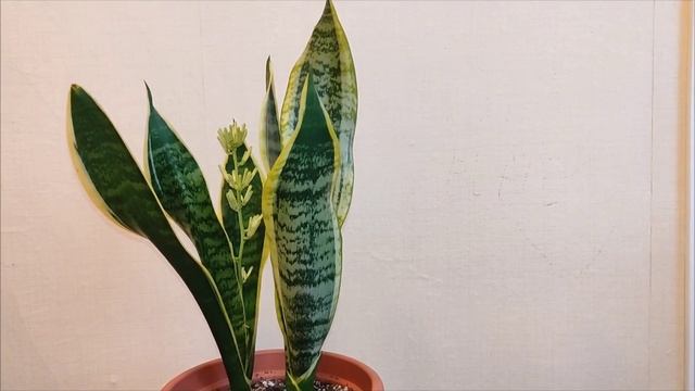 Сюрприз от пересаженной сансевиерии Футура Суперба #с