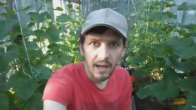 КОРНЕВАЯ ПОДКОРМКА ОГУРЦОВ. ЧЕМ ПОДКОРМИТЬ ОГУРЦЫ